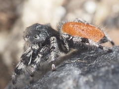Phidippus kastoni