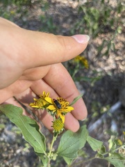 Acmaeodera flavomarginata