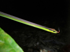 Dendrelaphis formosus