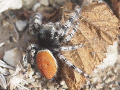 Phidippus kastoni