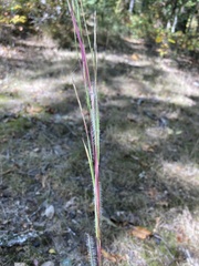 Andropogon ternarius
