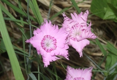 Dianthus plumarius