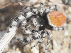 Phidippus kastoni