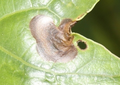 Fenusella