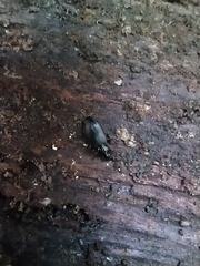 Limodromus assimilis