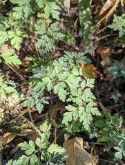 Geranium robertianum