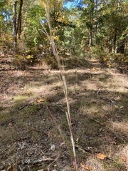 Andropogon ternarius