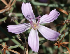 Stephanomeria pauciflora