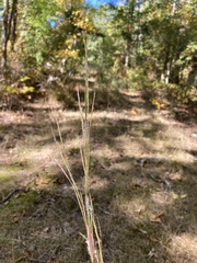 Andropogon ternarius