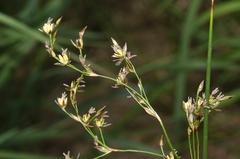 Juncus balticus
