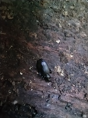 Limodromus assimilis