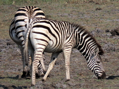 Equus quagga chapmani