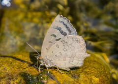 Arhopala dodonaea