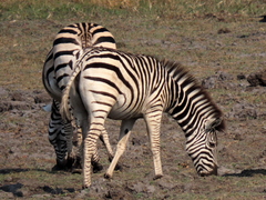 Equus quagga chapmani