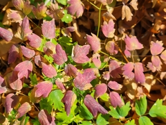 Thalictrum venulosum
