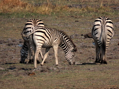 Equus quagga chapmani