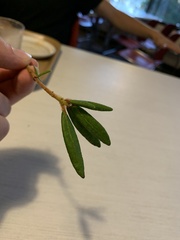 Rhododendron groenlandicum