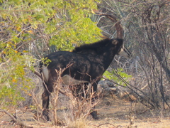 Hippotragus niger niger
