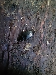 Limodromus assimilis