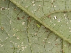 Nesidiocoris tenuis
