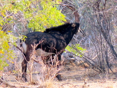Hippotragus niger niger