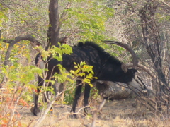 Hippotragus niger niger