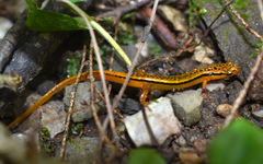 Eurycea wilderae