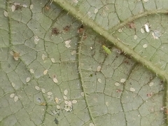 Nesidiocoris tenuis