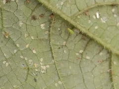 Nesidiocoris tenuis