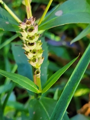 Physostegia virginiana