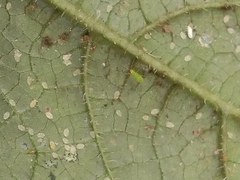 Nesidiocoris tenuis