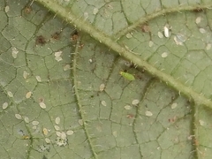 Nesidiocoris tenuis