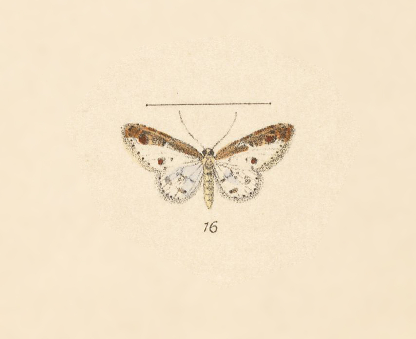 Acidaliodes
