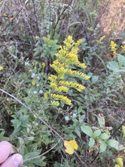 Solidago rugosa
