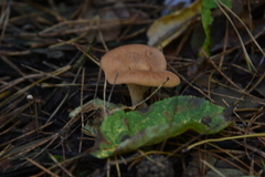 Paralepista flaccida