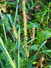 Physostegia virginiana
