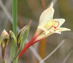 Gladiolus angustus