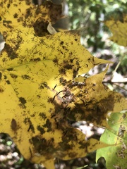 Vasates aceriscrumena