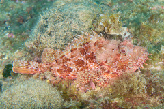 Scorpaena scrofa