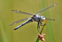 Libellula comanche