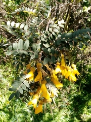 Sophora macrocarpa