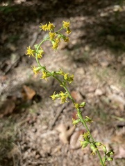 Solidago erecta