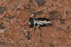 Eunota circumpicta