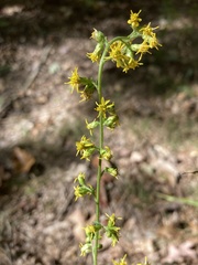 Solidago erecta