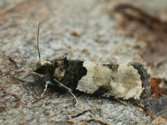 Gibberifera simplana