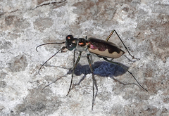 Eunota circumpicta johnsonii