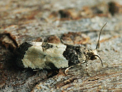 Gibberifera simplana