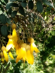 Sophora macrocarpa