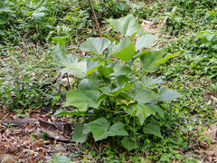 Erythrina speciosa