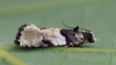 Gibberifera simplana